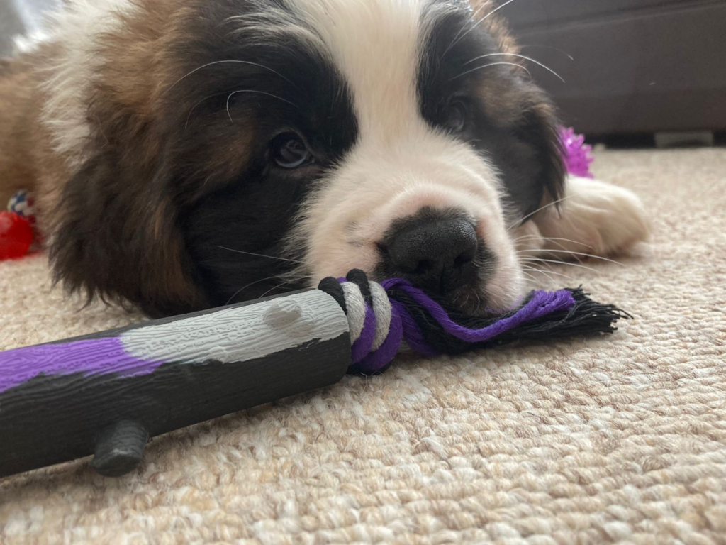 Puppy with rope toy