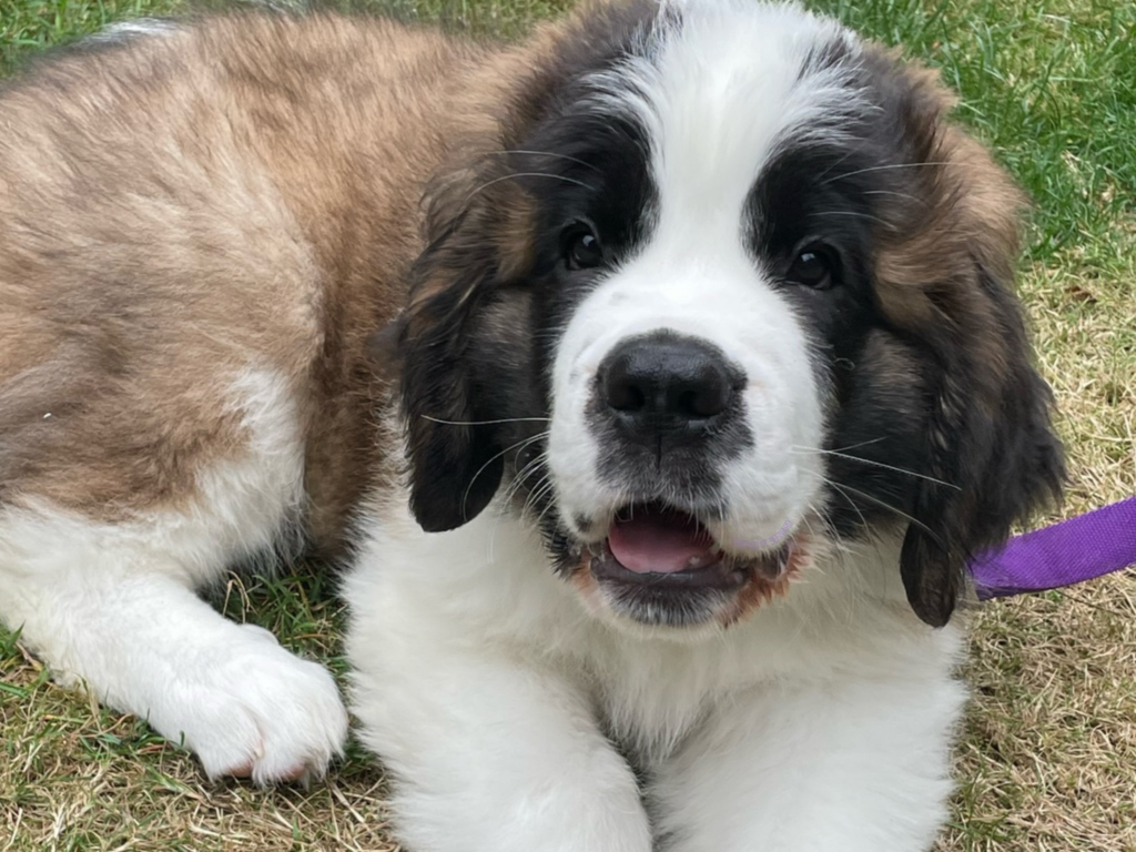 Saint bernard puppy with a purple lead, lay down smiling at the camera