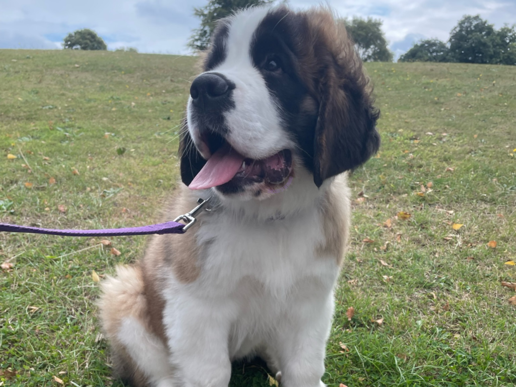 Image of a Saint Bernard puppy at the park, sat on the green grass at the bottom of the hill, wearing a purple lead and sticking out her pink tongue.