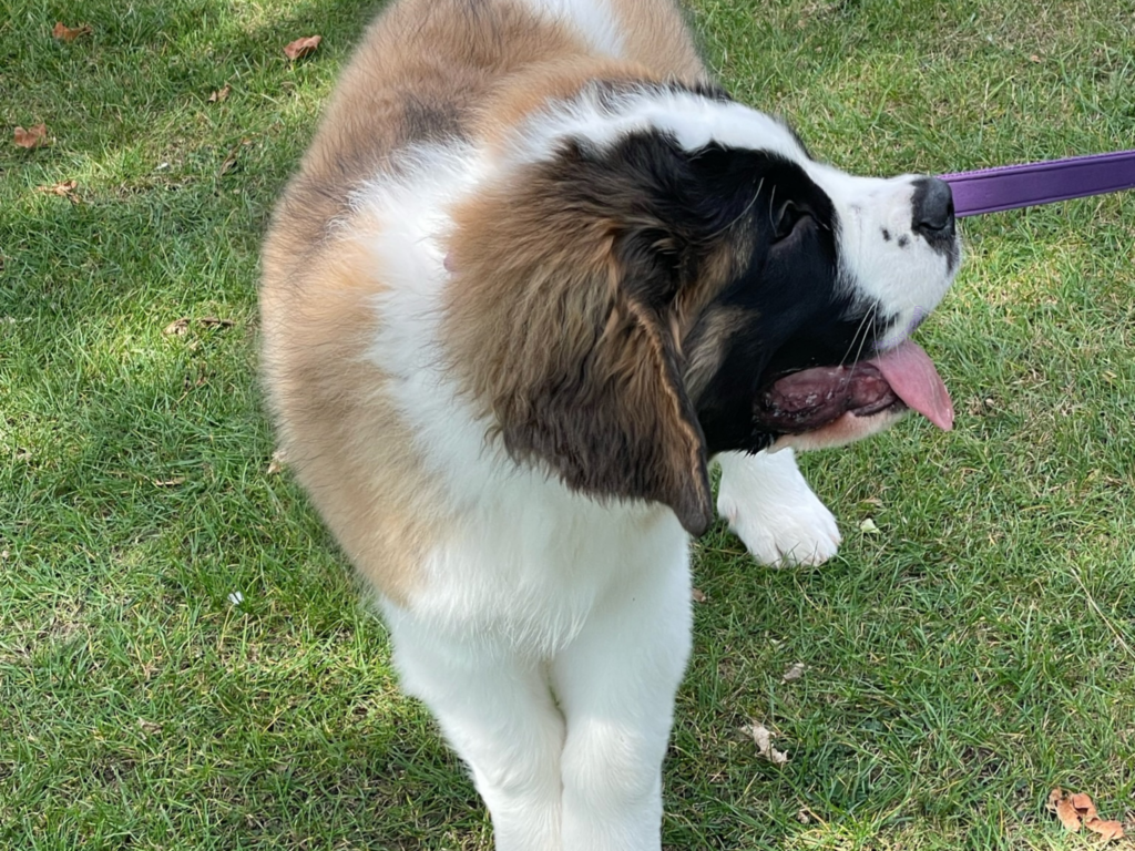 An image of a saint bernard puppy stood on green grass with her purple lead attached, staring out to the side with her pink tongue sticking out.