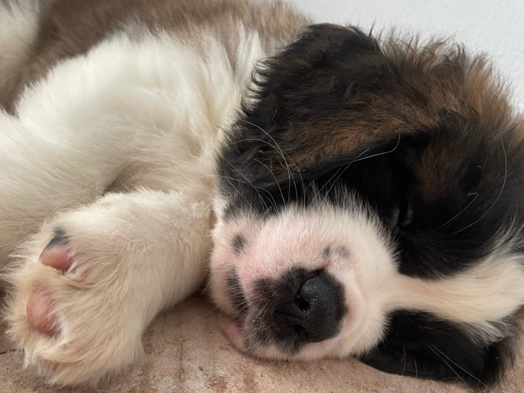 Saint Bernard puppy lying on her side fast asleep, with her pink paw out towards the camera