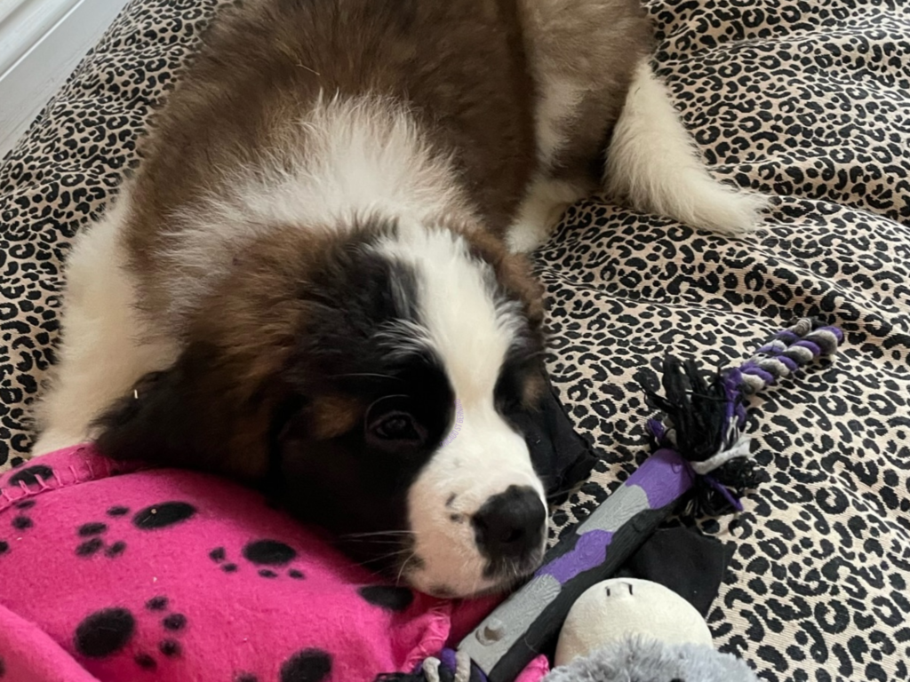 Saint bernard puupy on her leopard print bed with a purple rope toy and pink blanket with her. Sleeping outside of her crate.