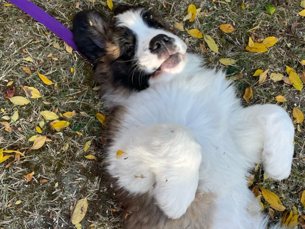 Saint Bernard puppy lying on her back on the green grass showing her white chest/tummy rolling in yellow and orange leaves.