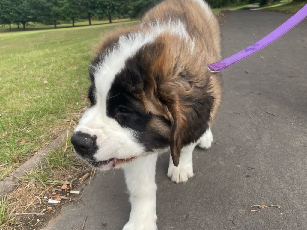 Saint Bernard puppy walking towards the camera on a pavement next to green grass, attached to the end of her purple leash.