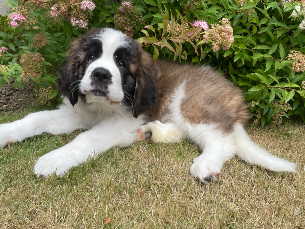 A saint bernard puppy lying against a bush with white and pink flowers and green leaves. She is staring at the camera and she is tri coloured (white, black and brown).