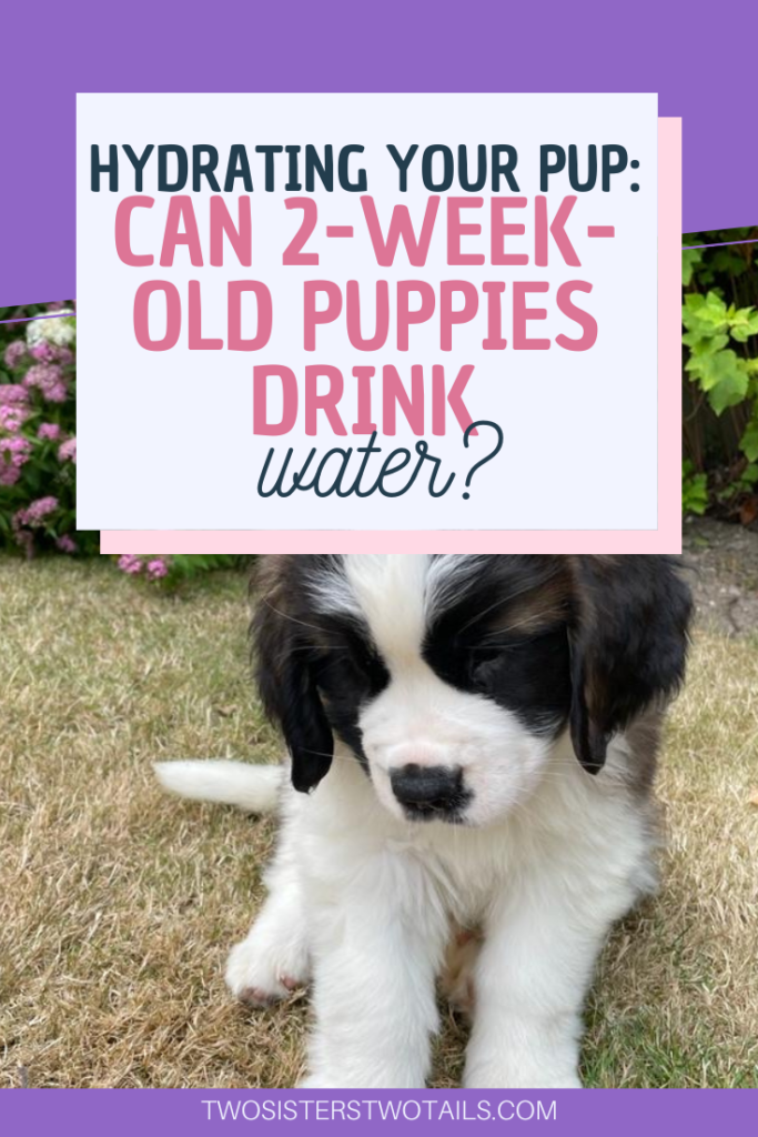 A Pin with a saint bernard puppy sat on the grass with the title "Hydrating your pup. Can 2-week-old puppies drink water?" in pink.
