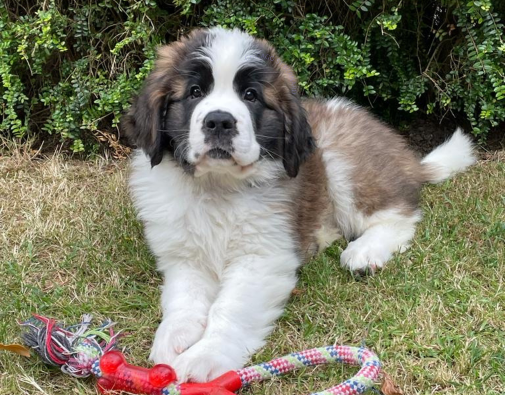 A tri coloured Saint Bernard puppy with her red, blue, green and white rope. Lay on green grass in front of a green bush staring at the camera.