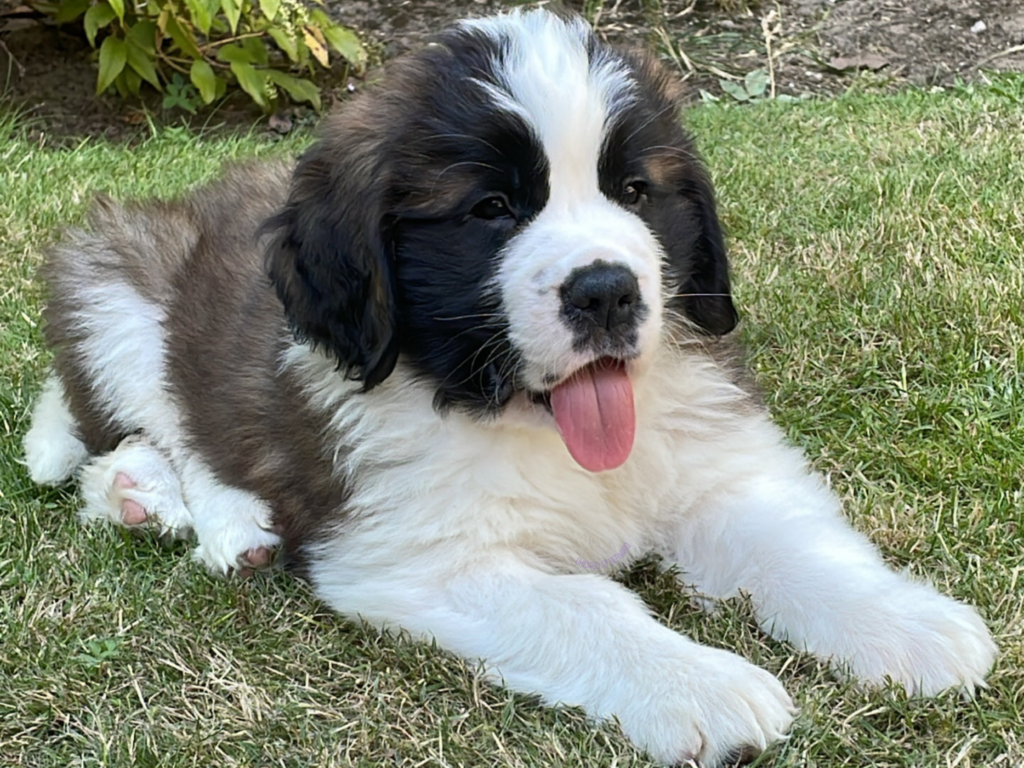 A fluffy Saint Bernard puppy lies contentedly on a grassy lawn, its black, white, and brown fur contrasting beautifully with the greenery. The puppy's tongue playfully sticks out, adding a touch of whimsy to this adorable scene.
