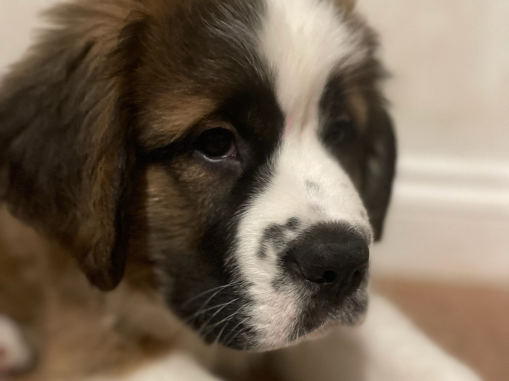 Should we wake them for nighttime potty training? Photo of a tri coloured saint bernard puppy in front of a white wall.